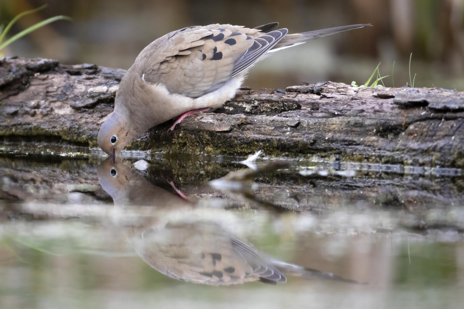 tourterelle-triste-mourning dove